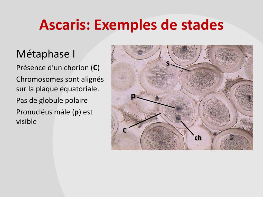 Bio Lab M Iose Ppt T L Charger